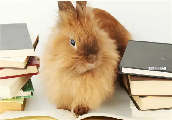 Jersey rabbit identity information