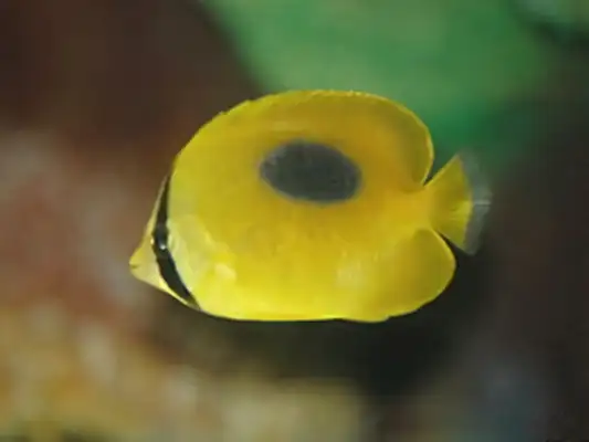 Mirrored Butterfly Identity Information