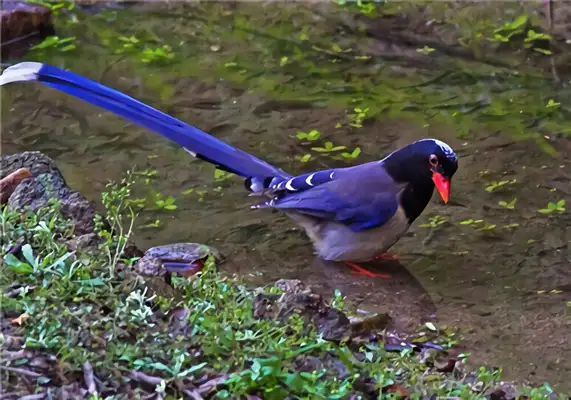 Red-tongue blue-tongue identity information