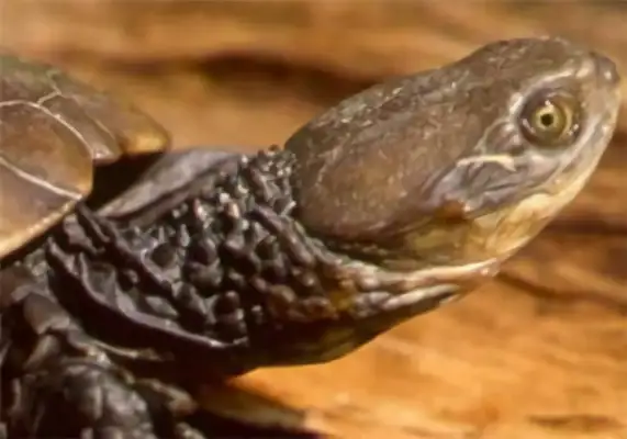 Australia's short-neck turtle identity information