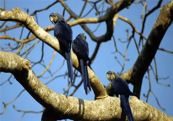 I.D. The parrot