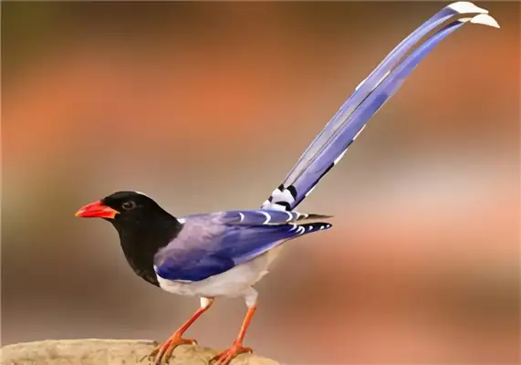 Red-tongue blue-tongue identity information