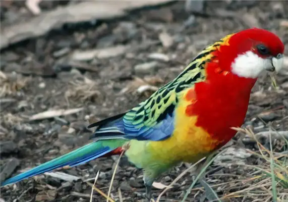 I.D. The parrot of the East Rose