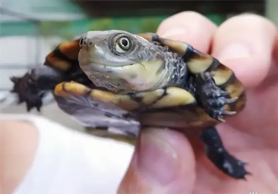 Australia's short-neck turtle identity information