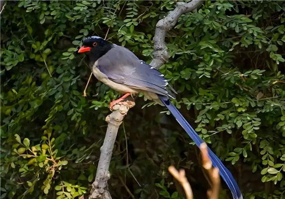 Red-tongue blue-tongue identity information