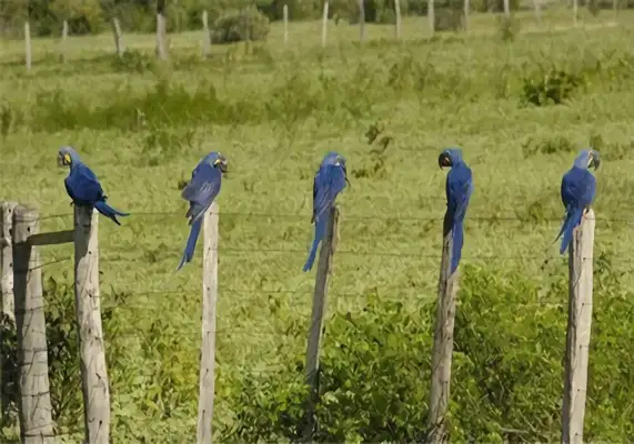 I.D. The parrot