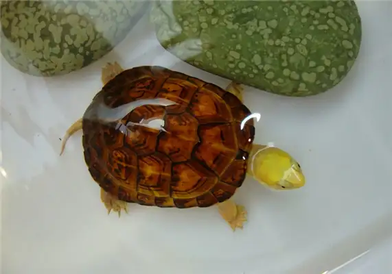 Yellow Throat Water Turtle Identity Information