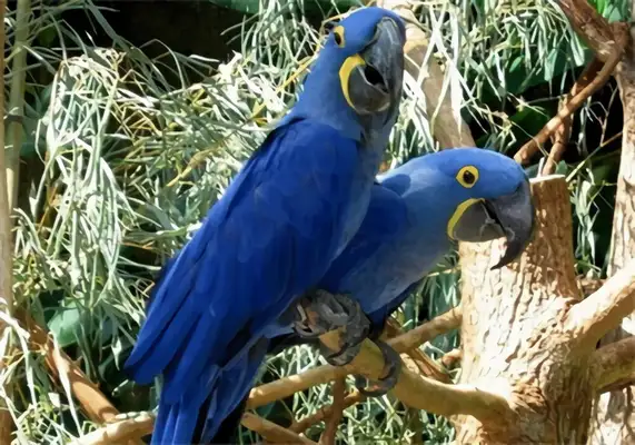 I.D. The parrot