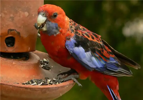 I.D. The parrot of the East Rose