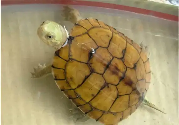 Yellow Throat Water Turtle Identity Information