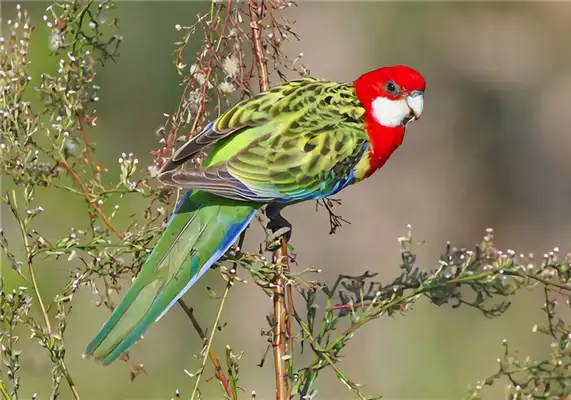 I.D. The parrot of the East Rose