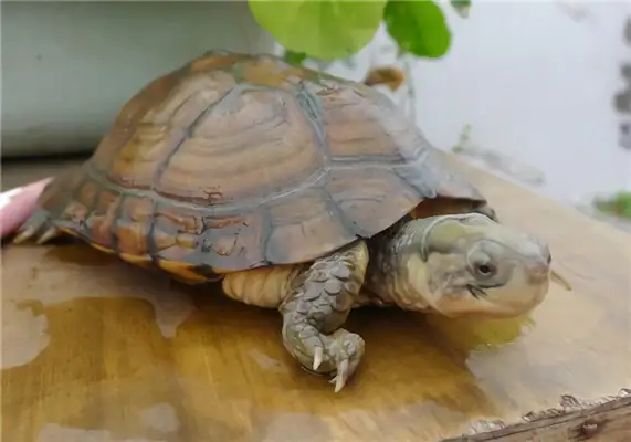 Yellow Throat Water Turtle Identity Information