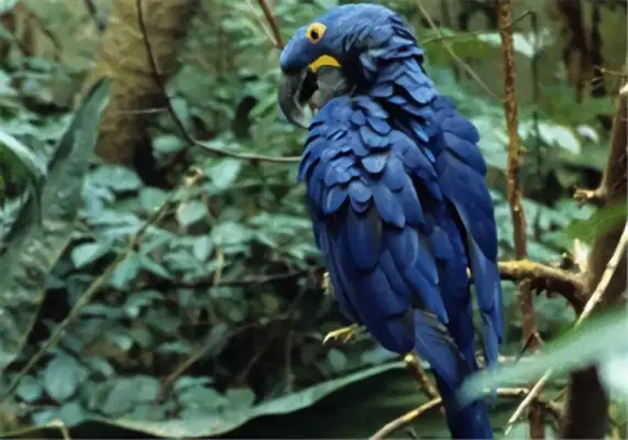 I.D. The parrot