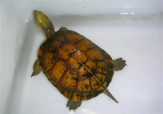 Yellow Throat Water Turtle Identity Information