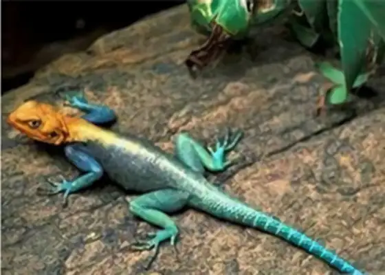 Rainbow iguana identity information