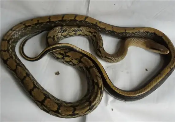 Black Eyebrow Viper Identity Information