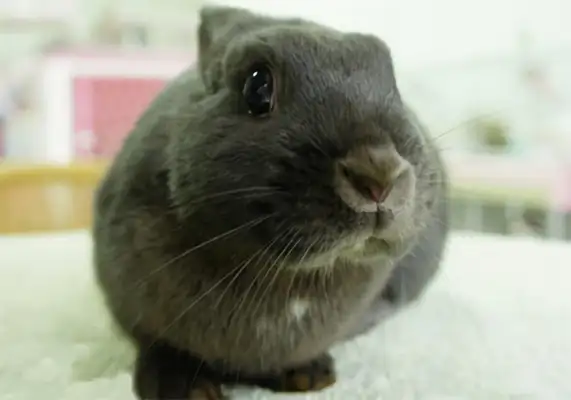 Silver Fox Rabbit Identity Information