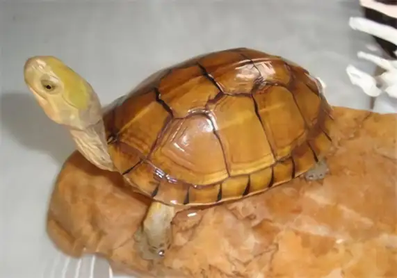 Yellow Throat Water Turtle Identity Information