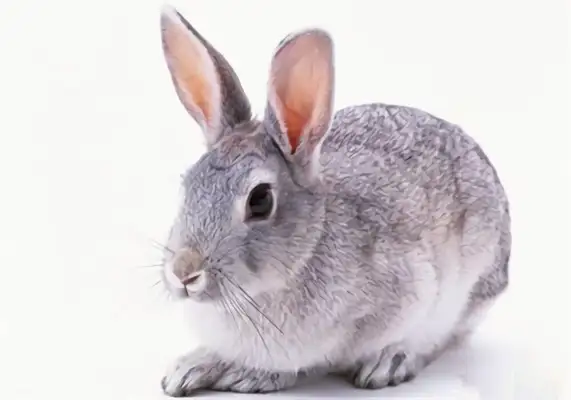 Silver Fox Rabbit Identity Information