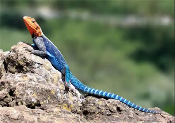 Rainbow iguana identity information
