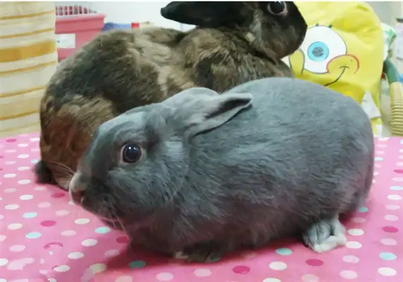 Silver Fox Rabbit Identity Information
