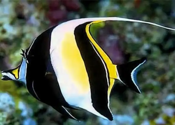 I.D. for the fish