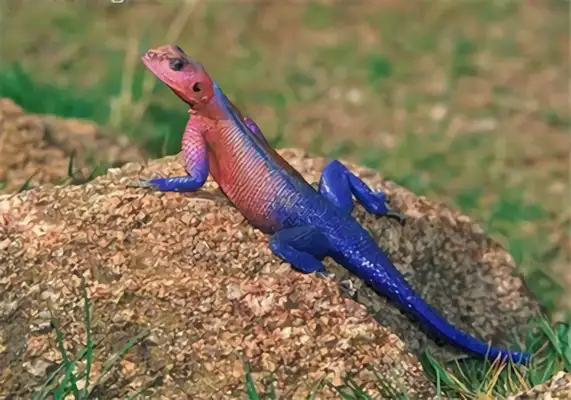 Rainbow iguana identity information