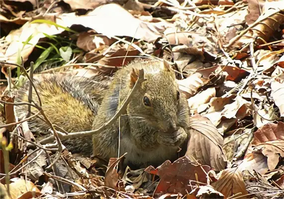 Yellow mountain squirrel identity information