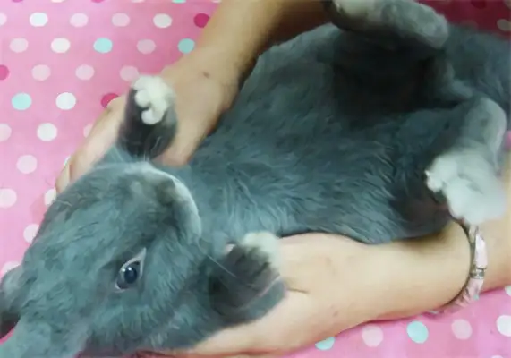 Silver Fox Rabbit Identity Information
