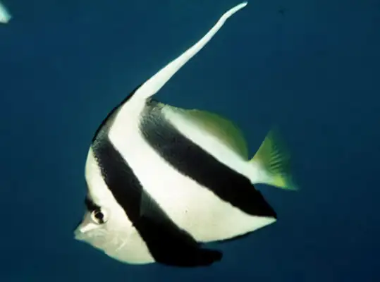 I.D. for the fish