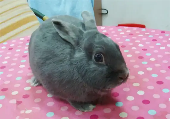 Silver Fox Rabbit Identity Information