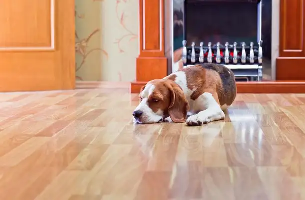Canary dogs: the grace and loyalty of the Guardian