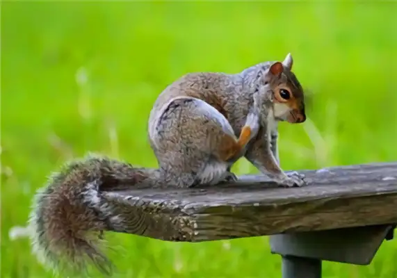 Yellow mountain squirrel identity information