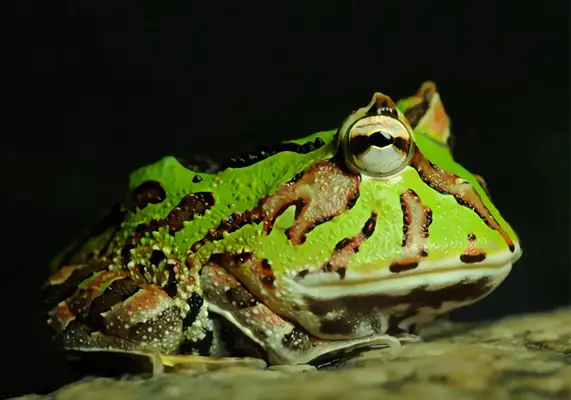 South American Cape Frog Identity Information