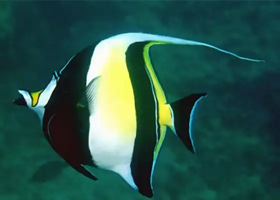 I.D. for the fish