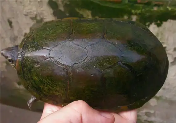 Wahaka mud turtle identity information