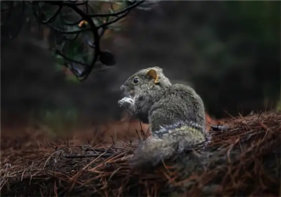 Yellow mountain squirrel identity information