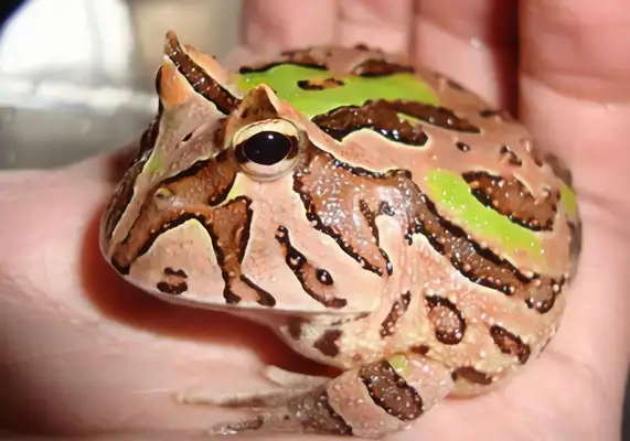 South American Cape Frog Identity Information