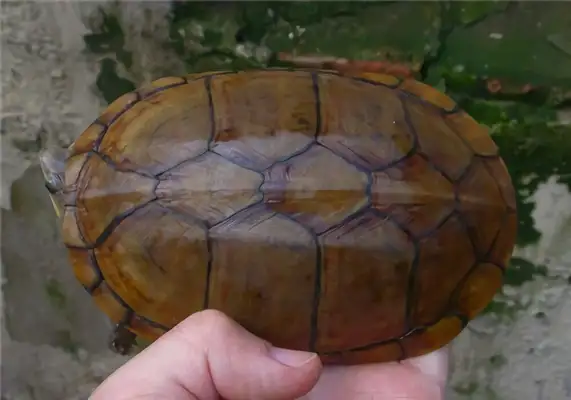 Wahaka mud turtle identity information