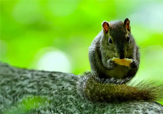 Yellow mountain squirrel identity information