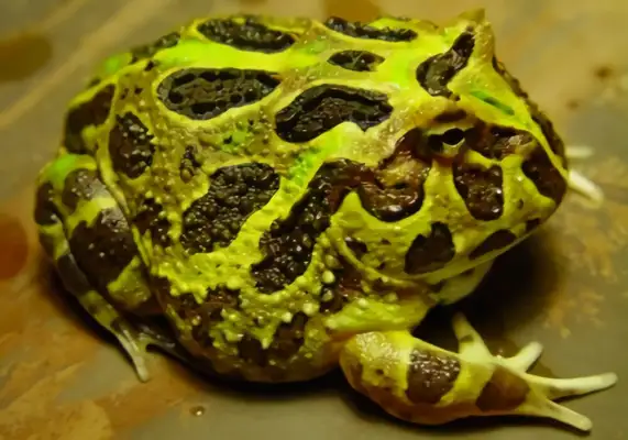 South American Cape Frog Identity Information