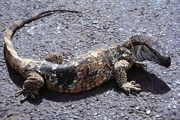 Diphtheria giant iguana identity information