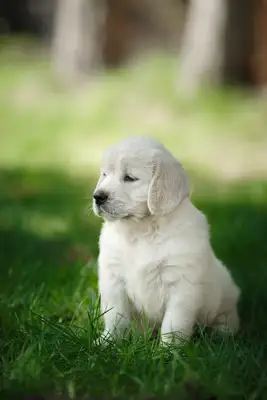 Introduction to the Labrado variety: King of the mysterious and elegant pets