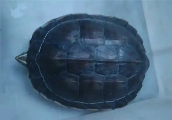 Annan Turtle Identity Information