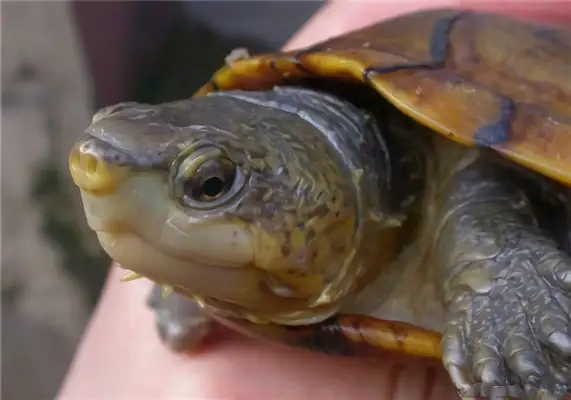 Wahaka mud turtle identity information