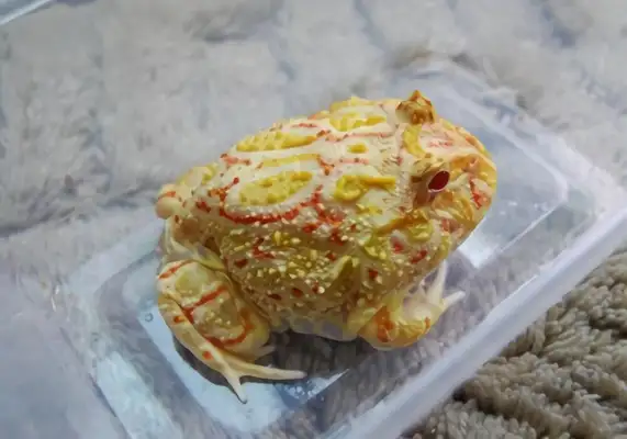 South American Cape Frog Identity Information