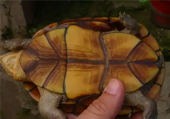 Wahaka mud turtle identity information
