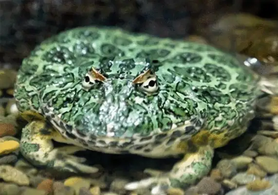 South American Cape Frog Identity Information