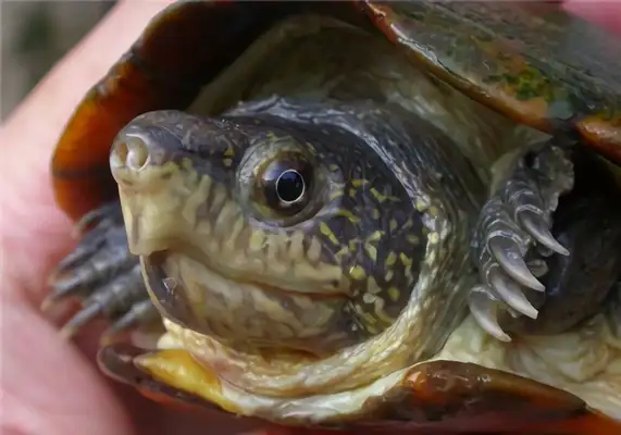 Wahaka mud turtle identity information