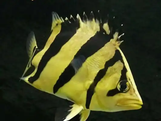 Thai Tiger Identity Information